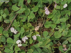 Trifolium israeliticum