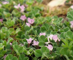 Trifolium israeliticum