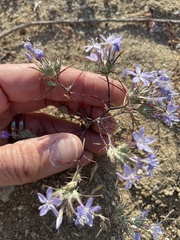 Eriastrum pluriflorum