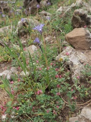 Trifolium pauciflorum