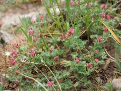 Trifolium pauciflorum