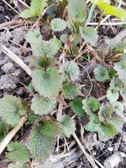 Lamium album