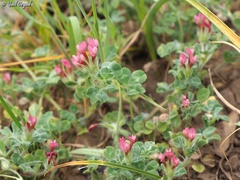 Trifolium pauciflorum