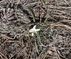 Leucocrinum montanum