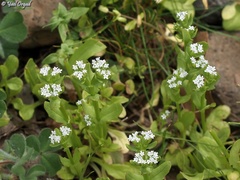 Valerianella orientalis