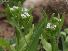 Valerianella orientalis