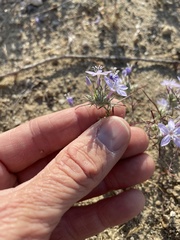 Eriastrum pluriflorum