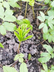 Aegopodium podagraria