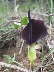 Arum dioscoridis