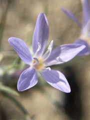 Eriastrum pluriflorum