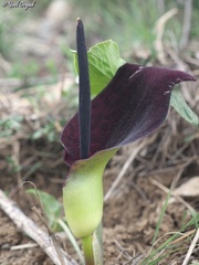 Arum dioscoridis