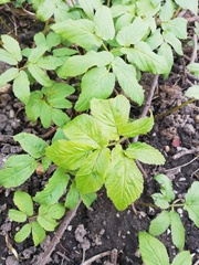 Aegopodium podagraria