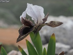 Iris bismarckiana