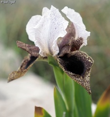 Iris bismarckiana