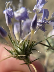 Eriastrum pluriflorum