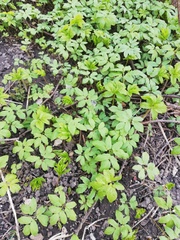 Aegopodium podagraria