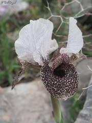 Iris bismarckiana