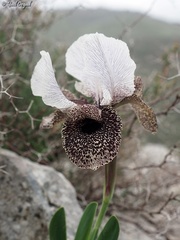 Iris bismarckiana