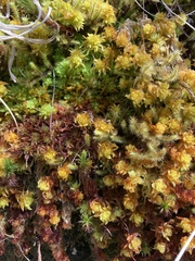 Sphagnum compactum