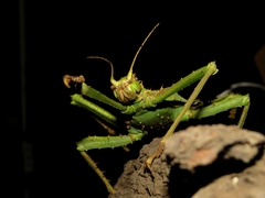 Heteropteryx dilatata