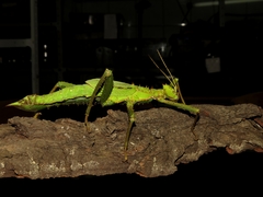 Heteropteryx dilatata