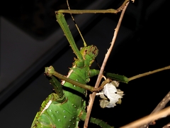 Heteropteryx dilatata