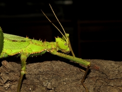 Heteropteryx dilatata
