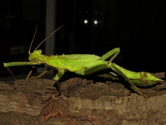 Heteropteryx dilatata