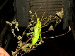 Heteropteryx dilatata