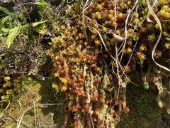 Sphagnum compactum