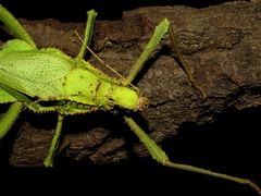 Heteropteryx dilatata