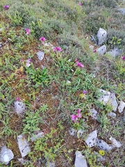 Anacamptis papilionacea grandiflora
