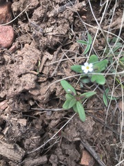 Hesperochiron pumilus