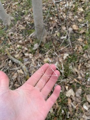 Borodinia canadensis