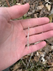 Borodinia canadensis