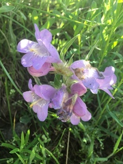 Penstemon eriantherus