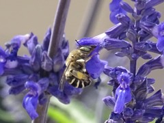 Anthophora californica