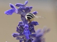 Anthophora californica