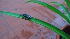 Heilipodus erythropus