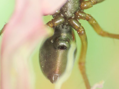 Neriene furtiva