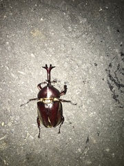 Trypoxylus dichotomus tsunobosonis