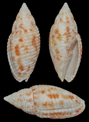 Scabricola desetangsii