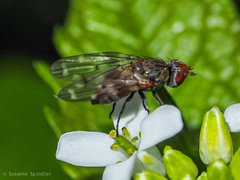 Otites guttata