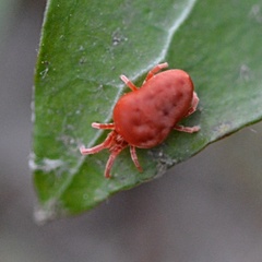 Allothrombium meridionale