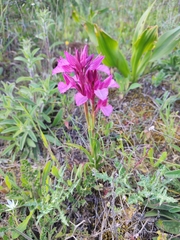 Anacamptis papilionacea grandiflora