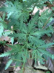 Cardamine concatenata