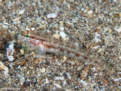 Gobius gasteveni