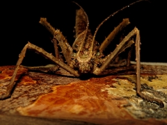Heteropteryx dilatata