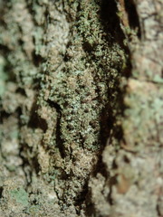 Chaenotheca trichialis