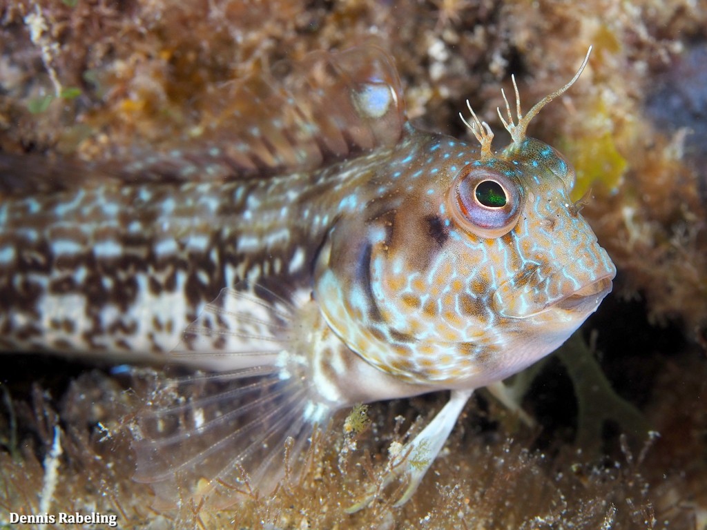 Salt Blenny